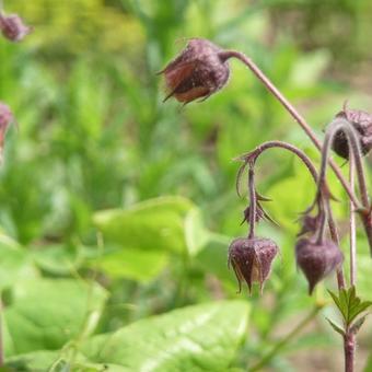 Geum rivale