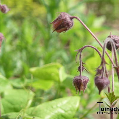 Nagelkruid - Geum rivale