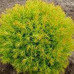 Thuja occidentalis 'Anniek' - Westerse Levensboom