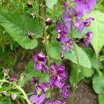 Verbascum atroviolaceum - Paarse toorts