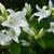 Campanula lactiflora 'Alba'