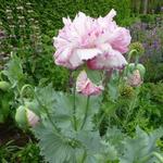 Papaver somniferum 'Flemish Antique' - Klaproos, Papaver