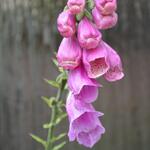 Digitalis purpurea 'Gloxiniiflora' - Vingerhoedskruid