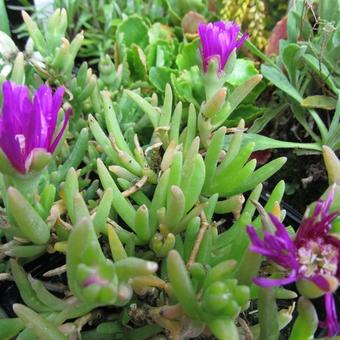 Delosperma cooperi