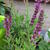 Salvia nemorosa 'Rose Queen'