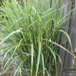 Miscanthus sinensis 'Stricta'  - Prachtriet