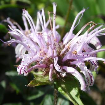 Monarda bradburiana