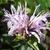 Monarda bradburiana