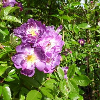 Rosa 'Veilchenblau'