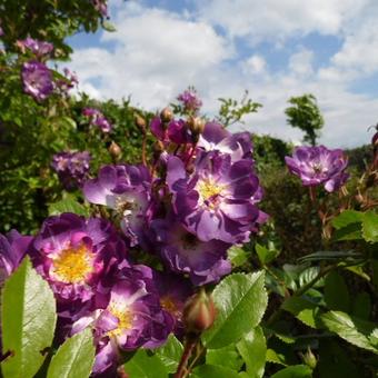 Rosa 'Veilchenblau'