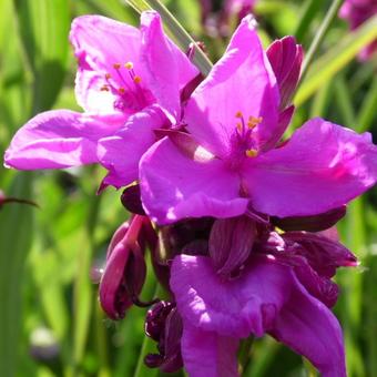 Tradescantia andersoniana 'Red Grape'