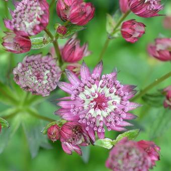 Astrantia major 'Moulin Rouge'