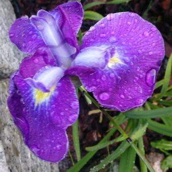 Iris ensata 'Cry of Rejoice'