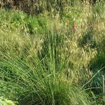 Stipa gigantea - Straalhaver