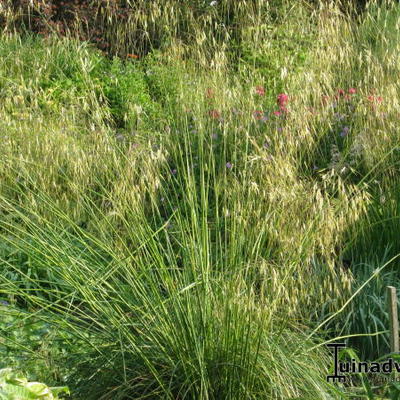 Stipa gigantea - Straalhaver