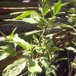 Cornus alba 'Gouchaultii' - Witte kornoelje