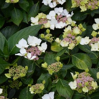 Hydrangea macrophylla 'Green Tonic'