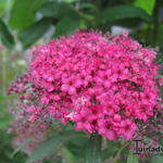 Spiraea japonica 'Country Red' - Spierstruik, spirea