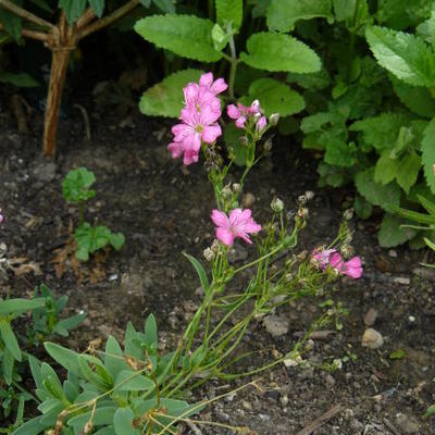 Kruipend gipskruid - Gypsophila repens 'Rosea'