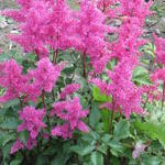 Astilbe japonica 'Bonn' - Pluimspirea