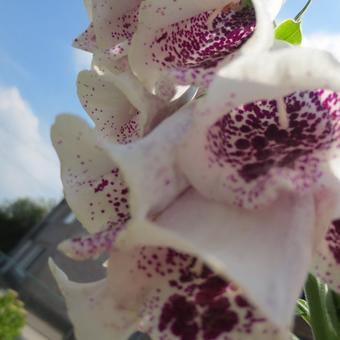 Digitalis purpurea 'Pam's Choice