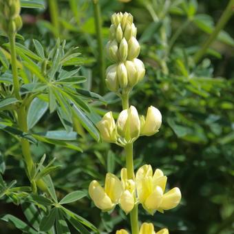 Lupinus arboreus