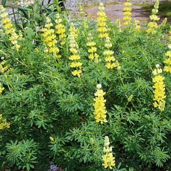 Lupinus arboreus