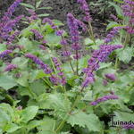 Salvia verticillata 'Smouldering Torches' - Salie/kranssalie