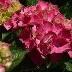 Hydrangea macrophylla 'Masja' - Hortensia, Bolhortensia - Hydrangea macrophylla 'Masja'