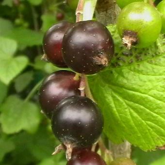 Ribes nigrum 'Ojebyn'