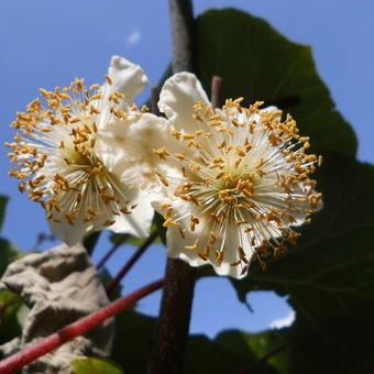 Actinidia deliciosa 'Jenny'