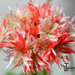 Pelargonium 'Bev Foster' - Geranium