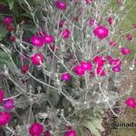 Lychnis coronaria - Prikneus