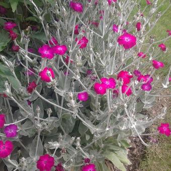 Lychnis coronaria