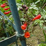 Eccremocarpus scaber 'Cherry Red' - Chileense Winde