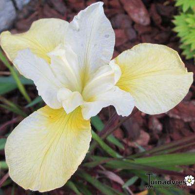 Siberische lis - Iris sibirica 'Butter and Sugar'