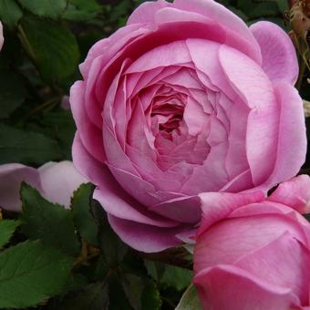 Rosa 'Alan Titchmarsh'