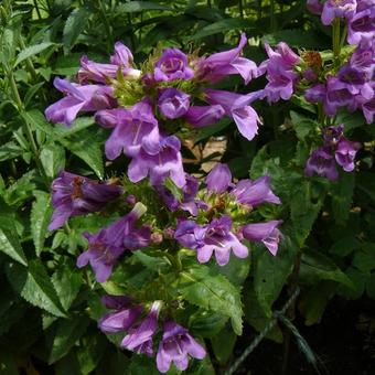 Penstemon lyallii