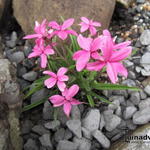 Rhodohypoxis baurii 'Fred Broome' - Sterretjesgras, Roodsterretje