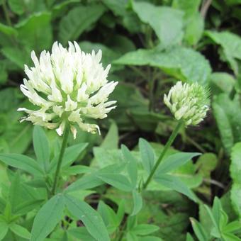 Trifolium pannonicum