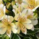 Alstroemeria 'PRINCESS Fabiana' - Incalelie