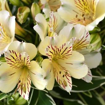 Alstroemeria 'PRINCESS Fabiana'