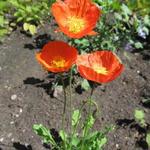 Papaver nudicaule 'Spring Fever Orange' - IJslandse papaver