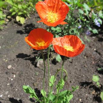 Papaver nudicaule 'Spring Fever Orange'