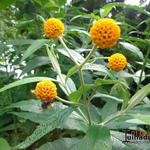 Buddleja globosa - Vlinderstruik