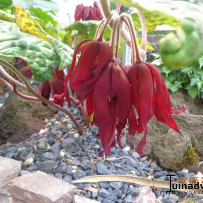 Voetblad - Podophyllum 'Spotty Dotty'