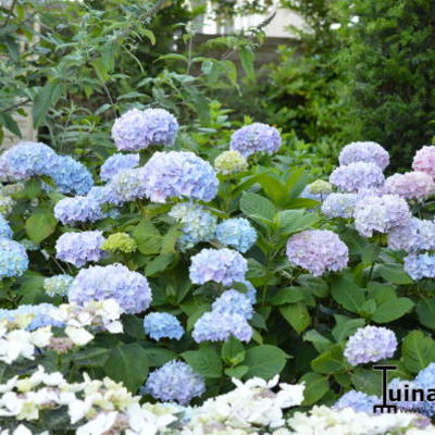 Boerenhortensia, bolhortensia - Hydrangea macrophylla  'Bouquet Rose'