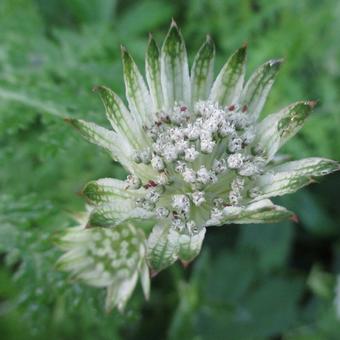 Astrantia major subsp. involucrata 'Barrister'