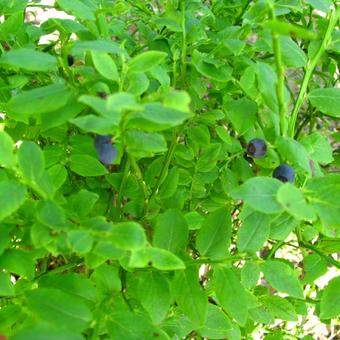 Vaccinium myrtillus