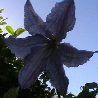 Clematis 'Blekitny Aniol'